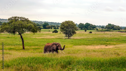 Fototapeta Naklejka Na Ścianę i Meble -  Elephants in the prairies with acacias from Kenya on a cloudy day