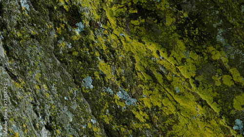 Close up moss and lichen growing on a tree trunk. Bark texture background.