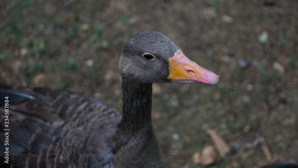 Greylag Goose portrait - close up of head and shoulder with shallow depth of field and sharp focus on eye and beak. Greylag Goose portrait - close up of head and shoulder with shallow depth of field and sharp focus on eye and beak.