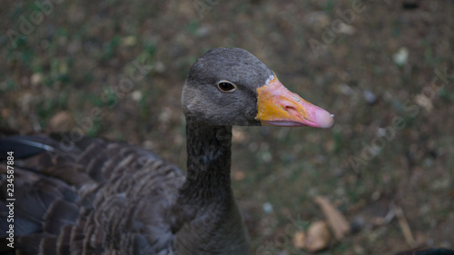 Greylag Goose portrait - close up of head and shoulder with shallow depth of field and sharp focus on eye and beak.