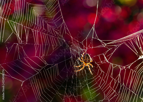 Spider in sunlit sparkling web with autumn colour background