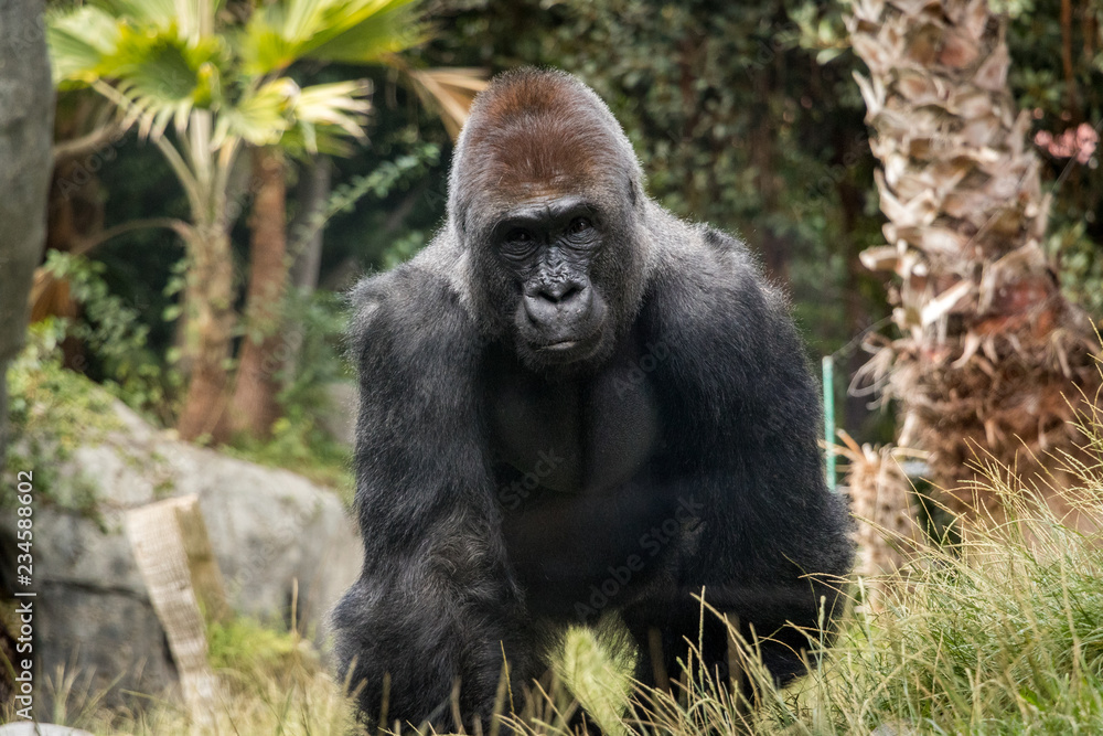 Adult Silverback Gorilla Looking at the Camera Adult Silverback Gorilla Looking at the Camera