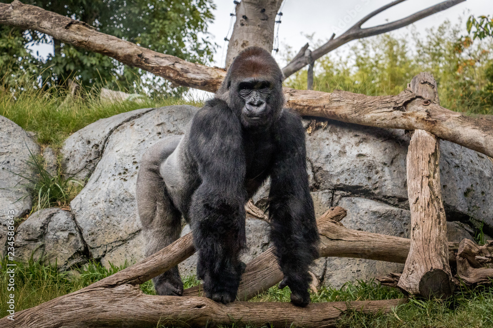 Naklejka premium Adult Silverback Gorilla Looking at the Camera
