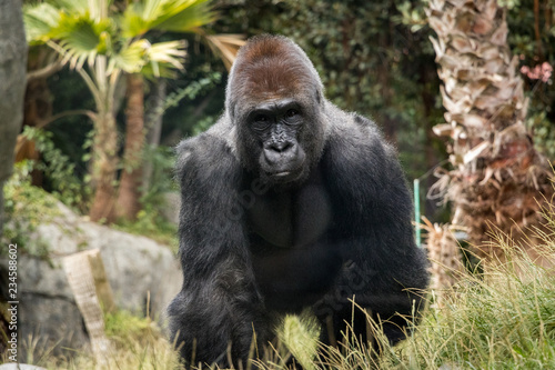 Adult Silverback Gorilla Looking at the Camera