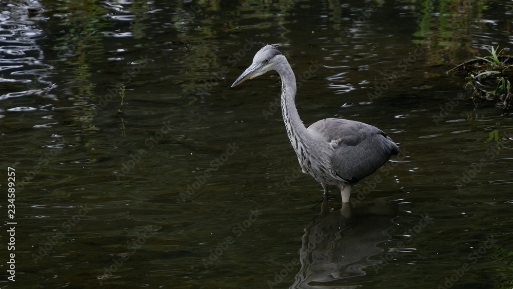 Grey Heron / Ardea cinerea portrait wading in river hunting for fish Grey Heron / Ardea cinerea portrait wading in river hunting for fish
