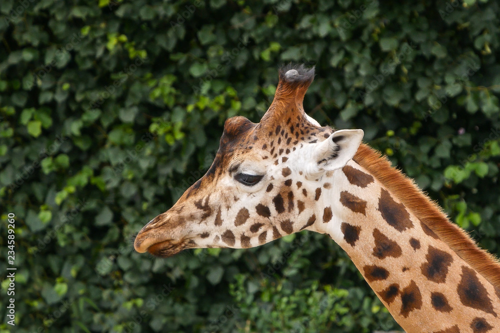 Adult Giraffe / Giraffa camelopardalis portrait - head and neck with green foliage background Adult Giraffe / Giraffa camelopardalis portrait - head and neck with green foliage background