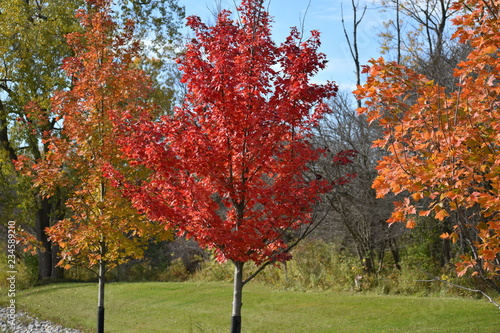 Autumn Colors