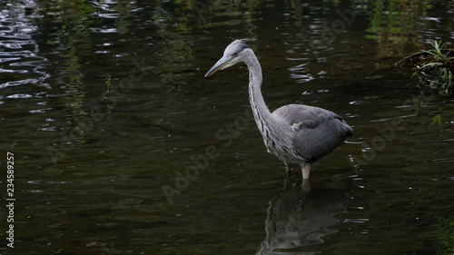 Grey Heron / Ardea cinerea portrait wading in river hunting for fish