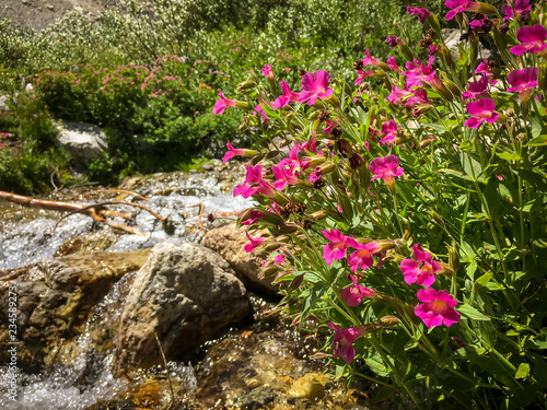 Pink Wild Flowers by a Mountain Stream © Dallas