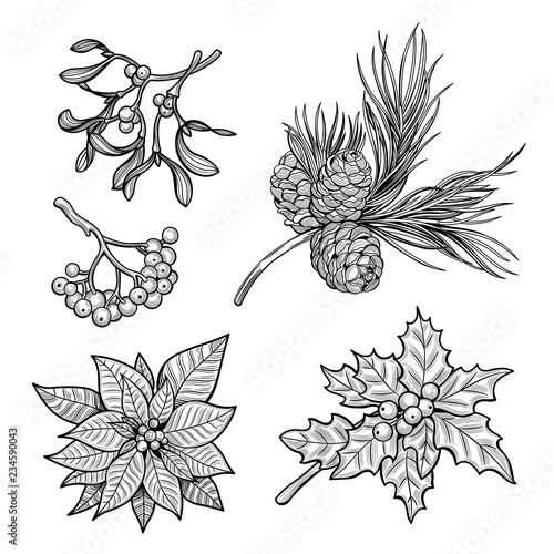 Holly branch with berries, spruce branch with cones, branch of mistletoe with berries, the poinsettia red flowers, rowan branch with berries. Merry Christmas. Vector illustration.