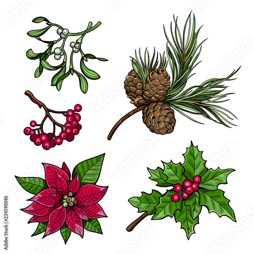 Holly branch with berries, spruce branch with cones, branch of mistletoe with berries, the poinsettia red flowers, rowan branch with berries. Merry Christmas. Vector illustration.