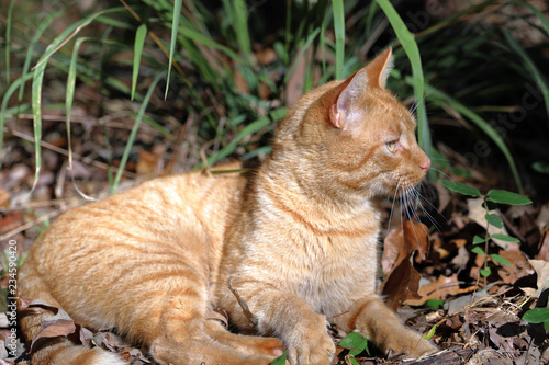 Orange Tabby cat sitting in natural woods © Chad Robertson