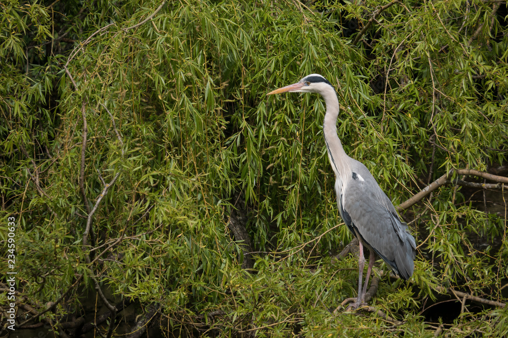 Obraz premium Grey Heron / Ardea cinerea portrait, perched in a willow tree, overlooking the river