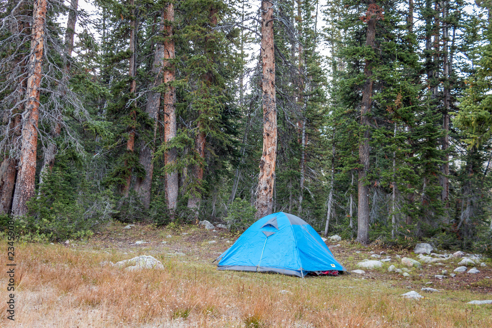 Tent in Forest