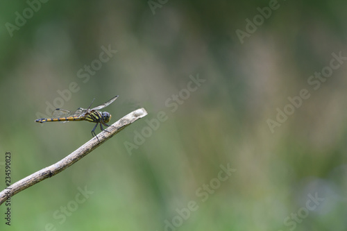 dragonfly on barbed wire