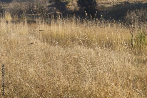 Banded Garden Spider. Web. Shiloh Ranch Regional Park in southeast Windsor includes oak woodlands, forests of mixed evergreens, ridges with sweeping views of the Santa Rosa Plain, canyons.