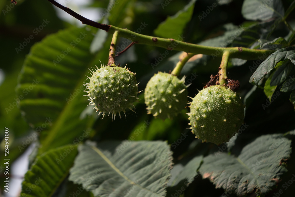 Three conkers hang from a horse chestnut tree in the autumn with green foliage in the background. Three conkers hang from a horse chestnut tree in the autumn with green foliage in the background.