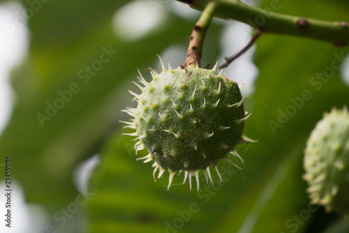 Horse chestnut hanging from a conker tree in the autumn.