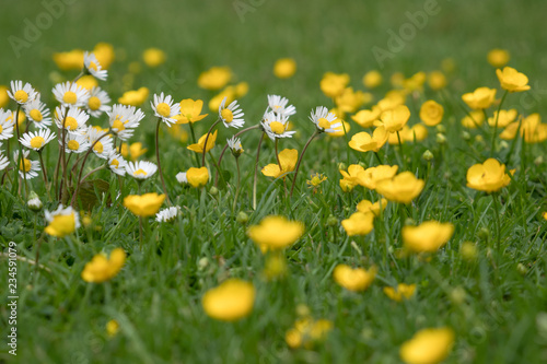 A field of daisies and buttercups among the grass in the spring meadow.