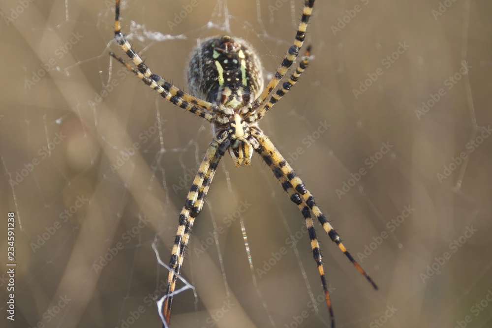 Fototapeta premium Banded Garden Spider. Web. Shiloh Ranch Regional Park in southeast Windsor includes oak woodlands, forests of mixed evergreens, ridges with sweeping views of the Santa Rosa Plain, canyons.