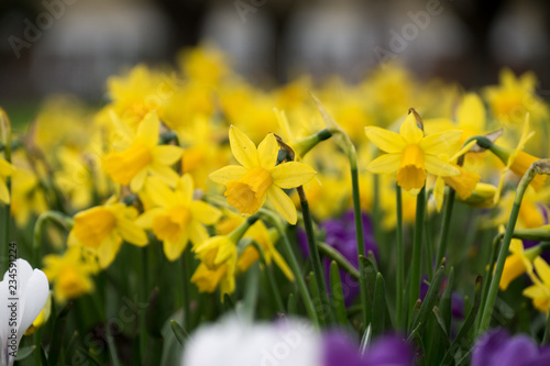 Field of yellow daffodil flowers in the spring with shallow focus / depth of field.