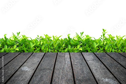 Empty Wooden table with tree isolated on white. including clipping path.