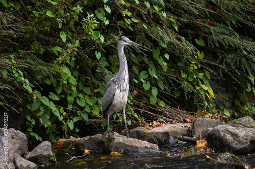 Grey Heron   Ardea cinerea portrait in natural habitat by river