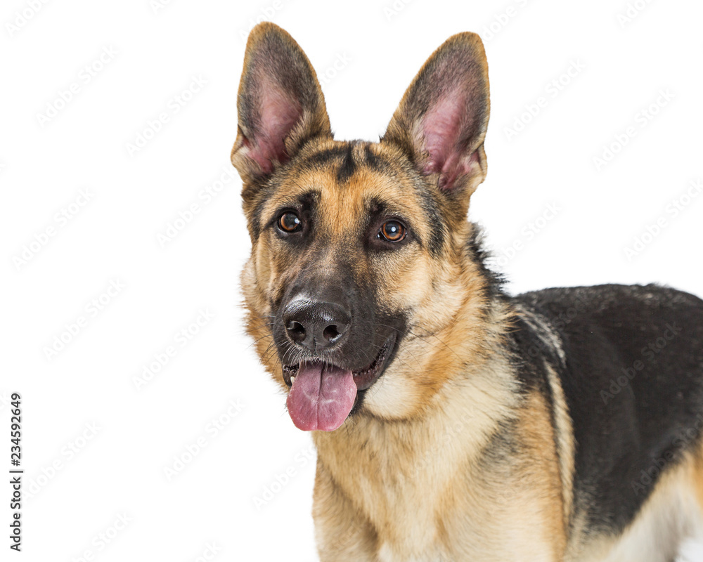 Closeup German Shepherd Dog Happy Expression