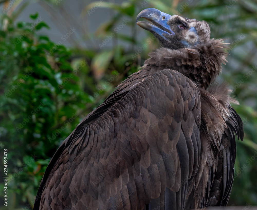 Earth Toned Plumage on a Close Up of a Cinereous Vulture Earth Toned Plumage on a Close Up of a Cinereous Vulture