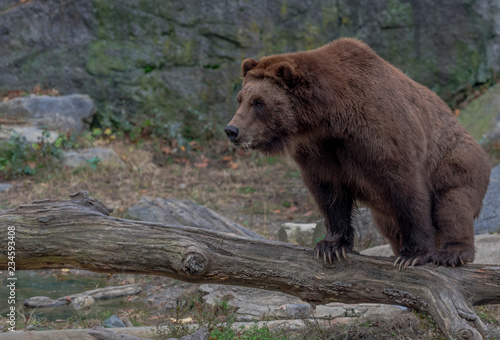 Brown Fur on a Grizzly Bear on the Ground