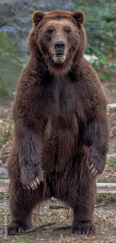 Fotografia Brown Fur on a Grizzly Bear Standing Up on Two Legs