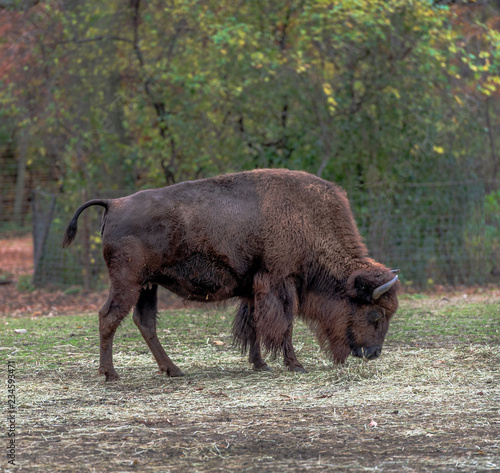 Brown Fur on a Bison Grazing in a Field