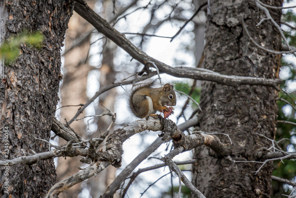 Chipmunk in Tree Eating Pinecone Chipmunk in Tree Eating Pinecone