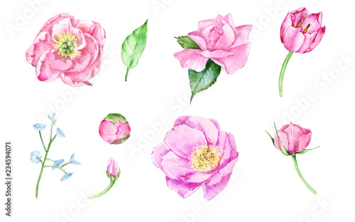 set of flowers isolated on white background