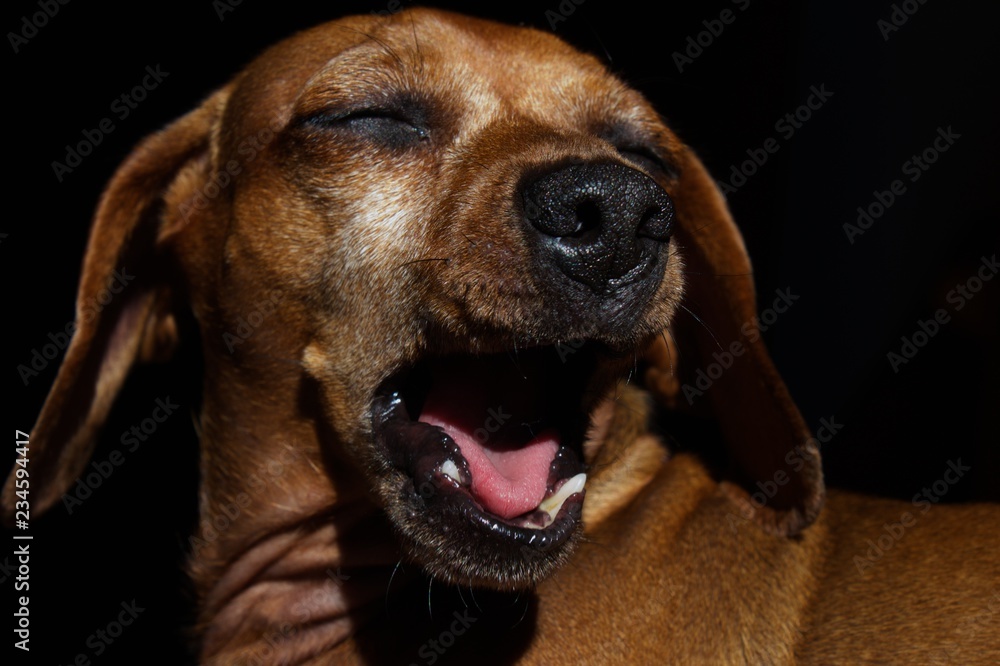 portrait of sleepy dog portrait of sleepy dog