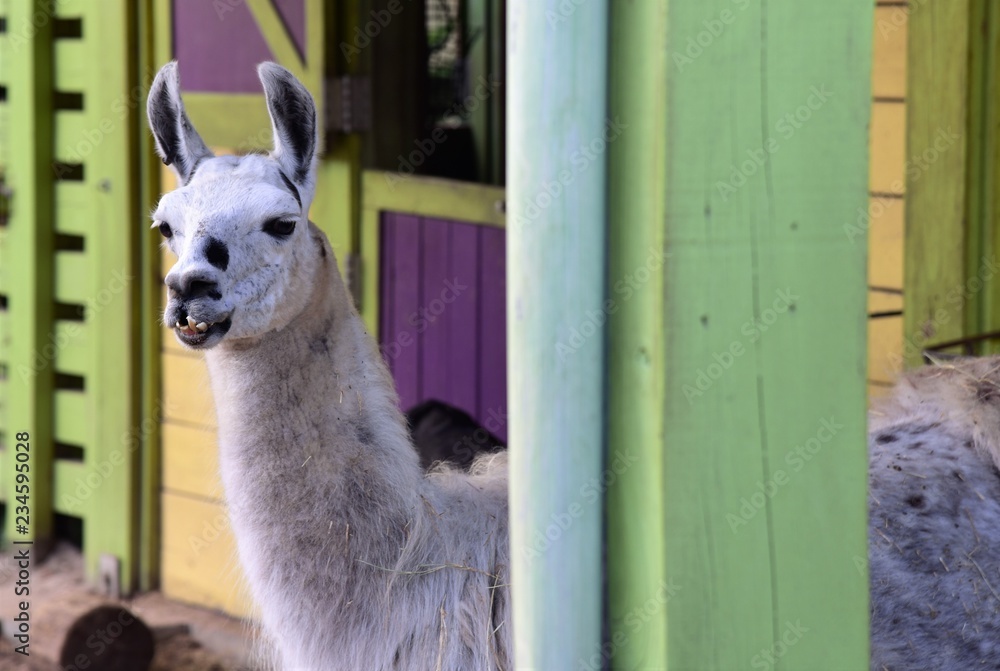 Obraz premium Portrait of an ugly alpaca (Vicugna pacos)
