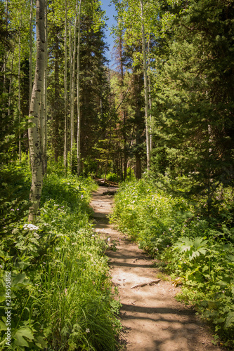 Hiking Trail Leading Through Forest