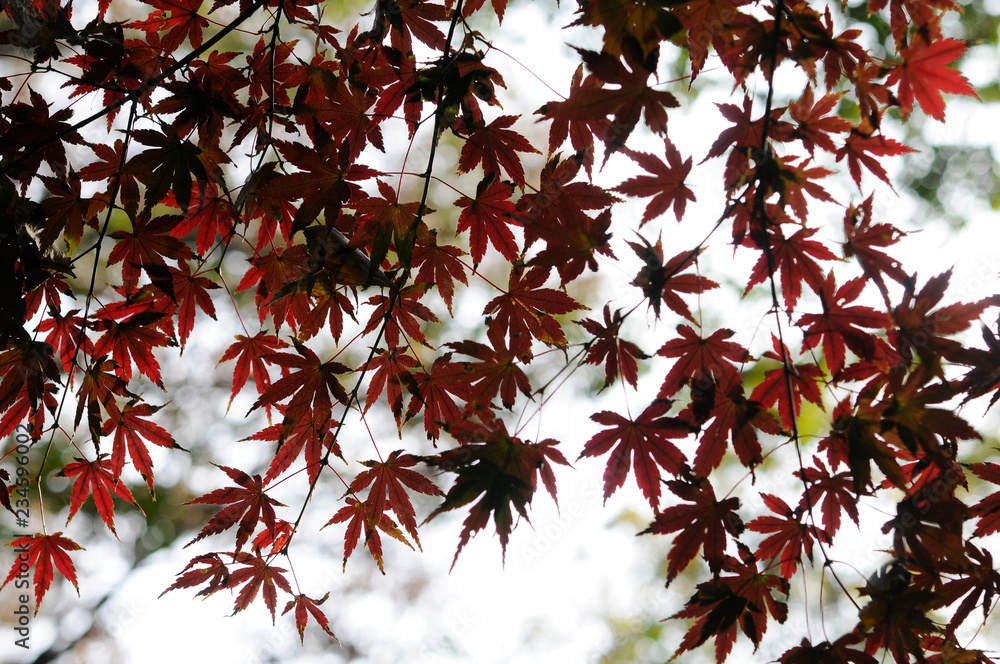 紅葉のグラデーション 紅葉のグラデーション