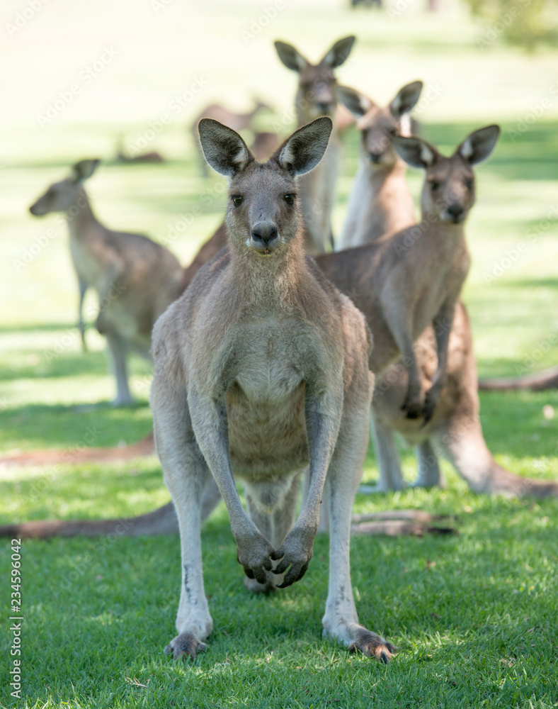 Kangaroos on a golf course at South West Rocks, New South Wales. Kangaroos on a golf course at South West Rocks, New South Wales.