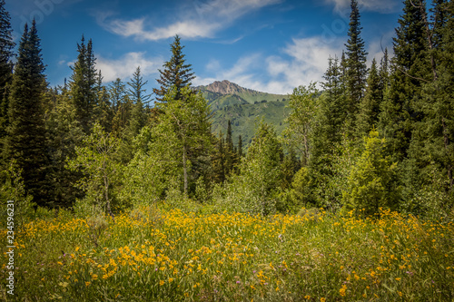 Forest in the Mountains with Yellow Wildflowers