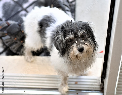 Dirty havanese toy dog wants to come in the house
