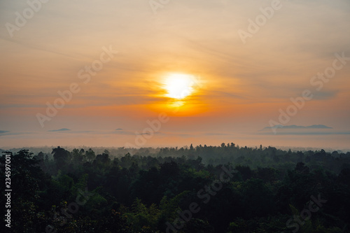 The mist covered the trees in the morning when the sun was rising.