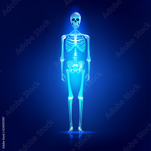 Main parts of human skeleton system, shiny skull and skeleton