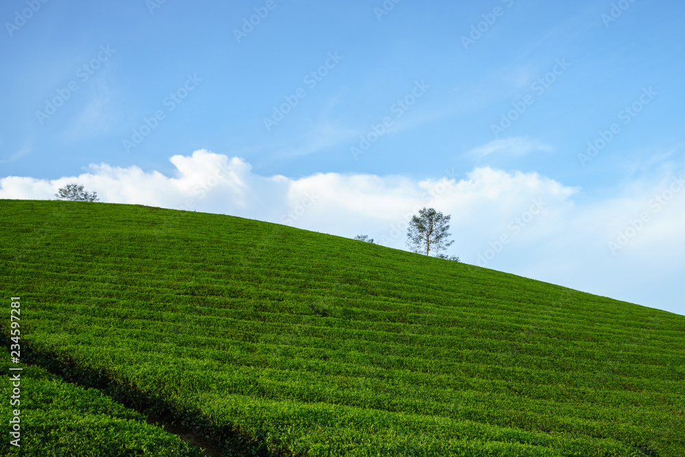 Fototapeta premium Green tea plantation hills with blue sky on background