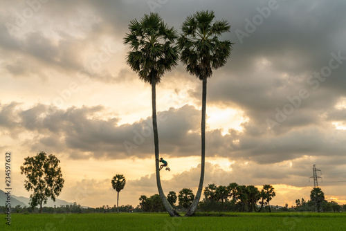 Sunset landscape with sugar palm trees in Chau Doc, An Giang, Mekong delta, Vietnam photo