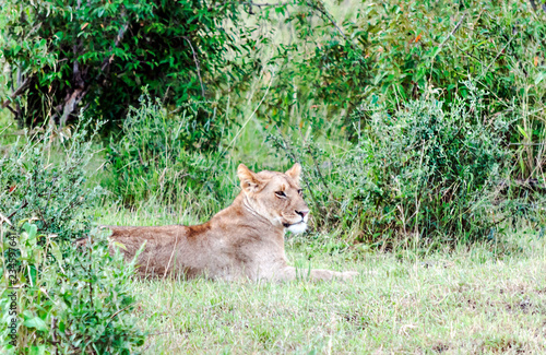 Lioness in the jungle of Kenya on a cloudy day © Tomas
