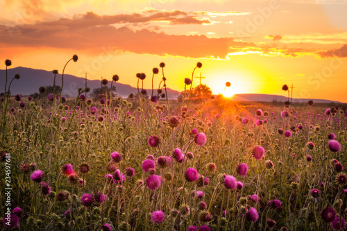 A field of wildflowers against a sunset