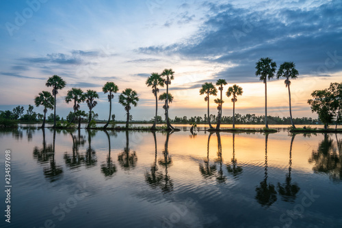 Sunrise landscape in sugar palm tree field in Chau Doc  An Giang  Mekong delta  Vietnam