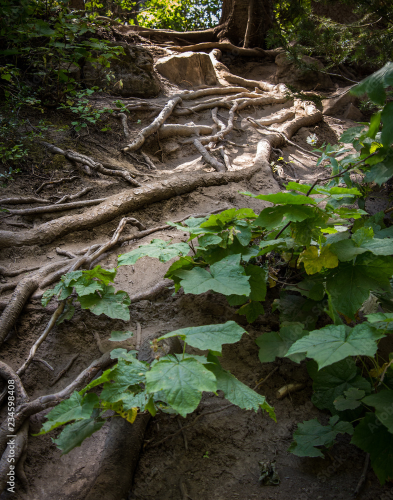 Fototapeta premium Tree Roots