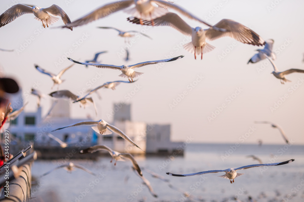 The gulls, flying on the wooden floor, bridges, flying, food from the hands of visitors, wings spread, and flying activities, are the natural beauties of the popular poultry. seasonal The gulls, flying on the wooden floor, bridges, flying, food from the hands of visitors, wings spread, and flying activities, are the natural beauties of the popular poultry. seasonal